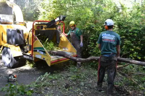 tree services Catalina Foothills